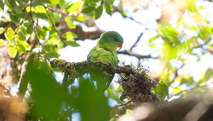 Indonesian parrot, seen once in a century, reappears in mountain forest