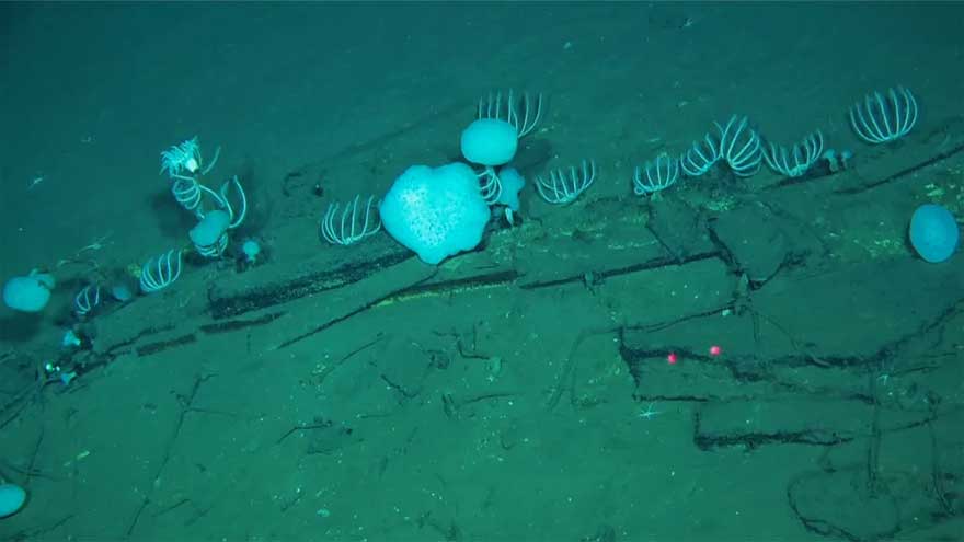 Five million-year-old whale graveyard found 23,000 feet down bottom of ocean