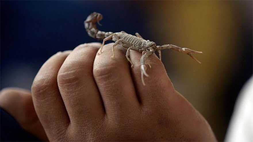 Police seize venomous scorpions in South Africa airport
