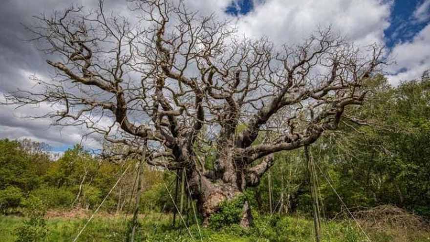 Britain’s iconic Major Oak declared dead after surviving for 1,000 years