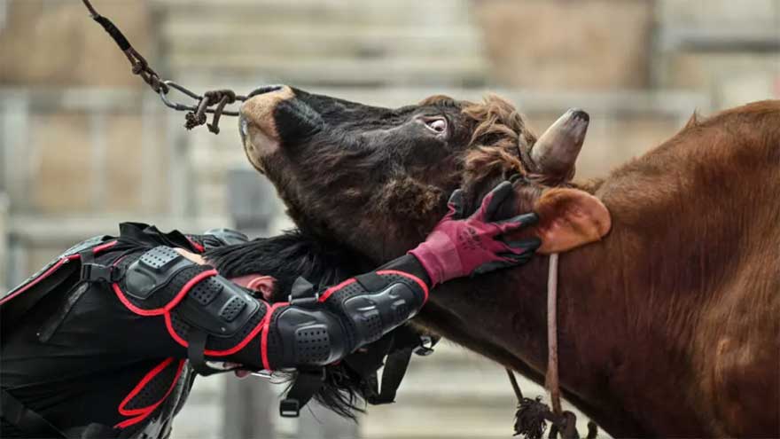 China’s bull wrestlers fight to keep tradition alive