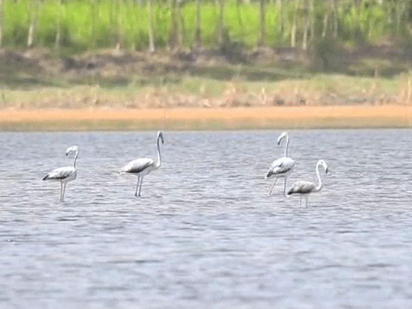Lahore: 23 more rare flamingos nest on Rakh Khanpur lakes, taking the number to 43